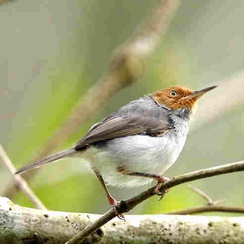 Ashy Tailorbird