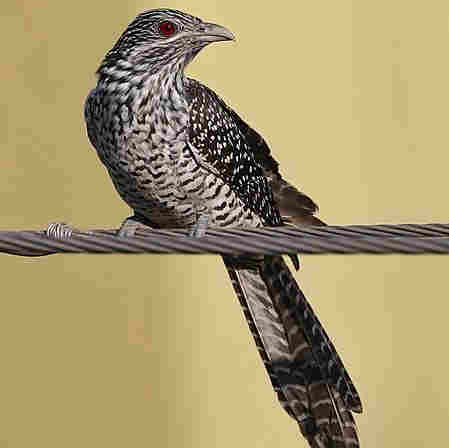 Asian Koel