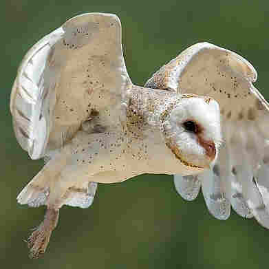 Eastern Barn Owl