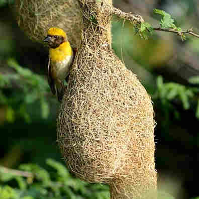 Baya Weaver