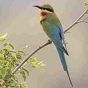 Blue-Tailed Bee-Eater