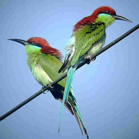 Blue-Throated Bee-Eater