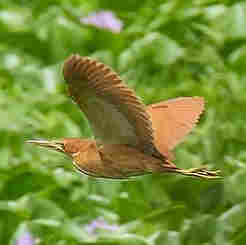 Cinnamon Bittern