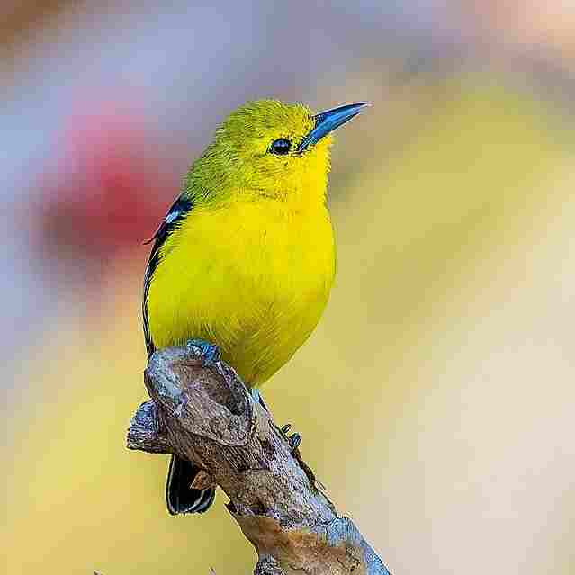 Common Iora