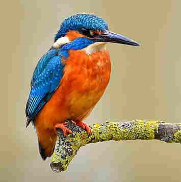 Common Kingfisher