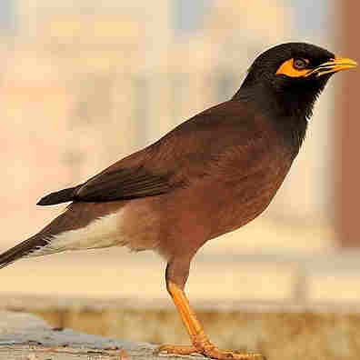 Common Myna