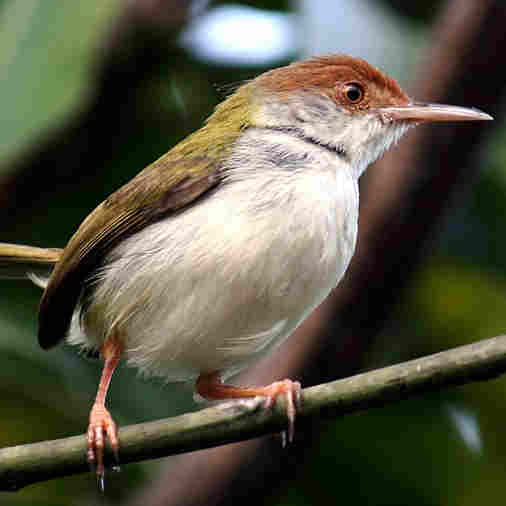 Common Tailorbird