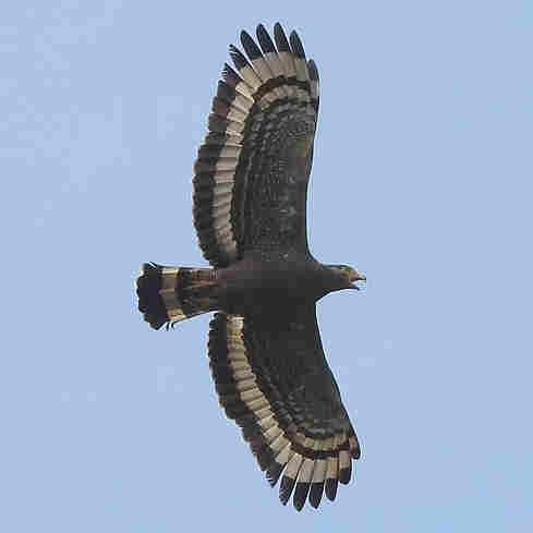 Crested Serpent-Eagle