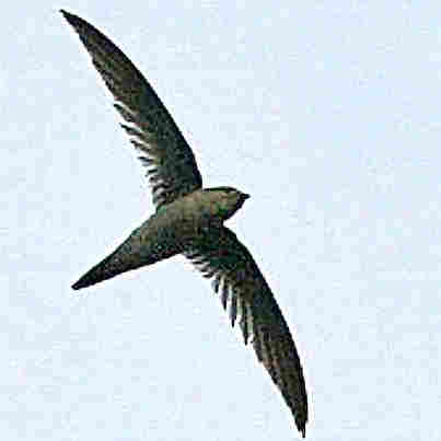 Germain's Swiftlet