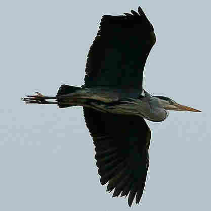 Grey Heron