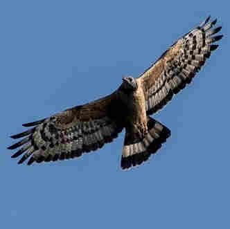 Oriental Honey Buzzard