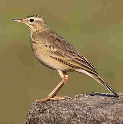 Paddyfield Pipit