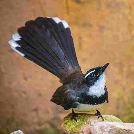 Pied Fantail