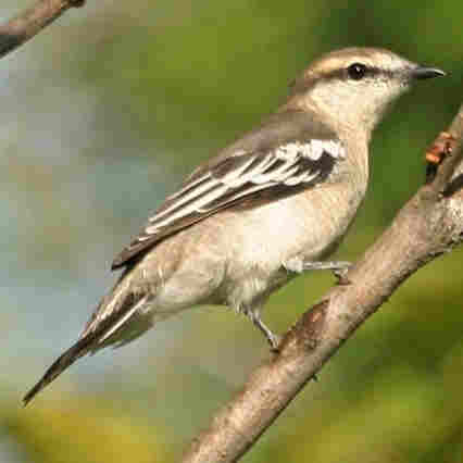 Pied Triller