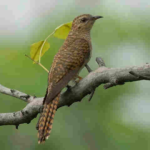 Plaintive Cuckoo