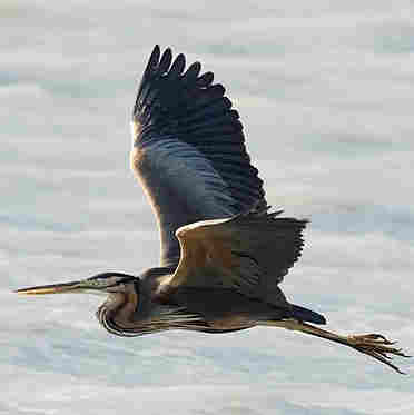 Purple Heron