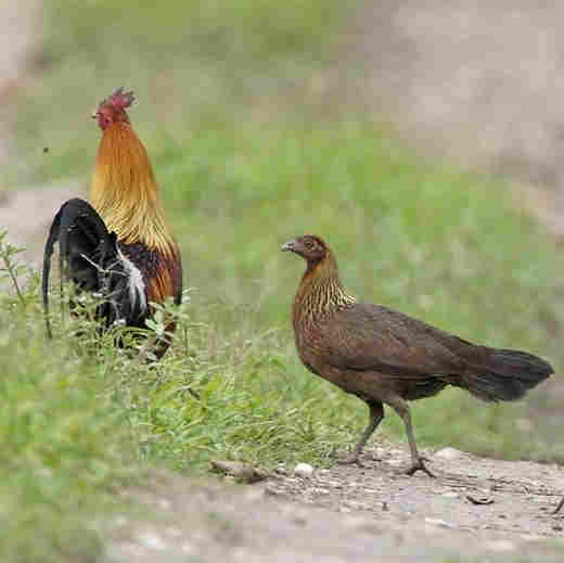 Red Junglefowl