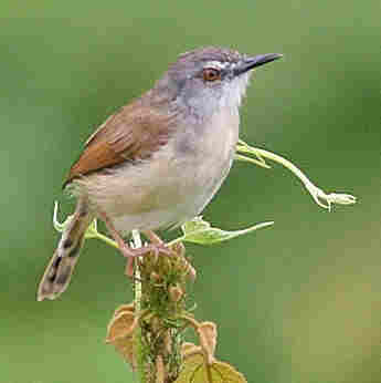 Rufescent Prinia