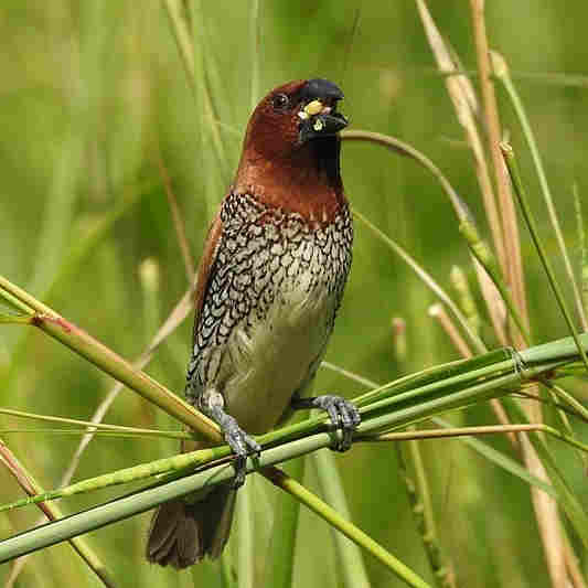 Scaly-Breasted Munia