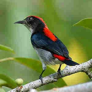 Scarlet-Backed Flowerpecker