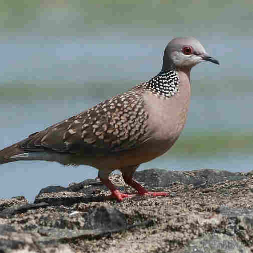 Spotted Dove