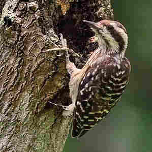 Sunda Pygmy Woodpecker