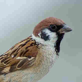 Eurasian Tree Sparrow