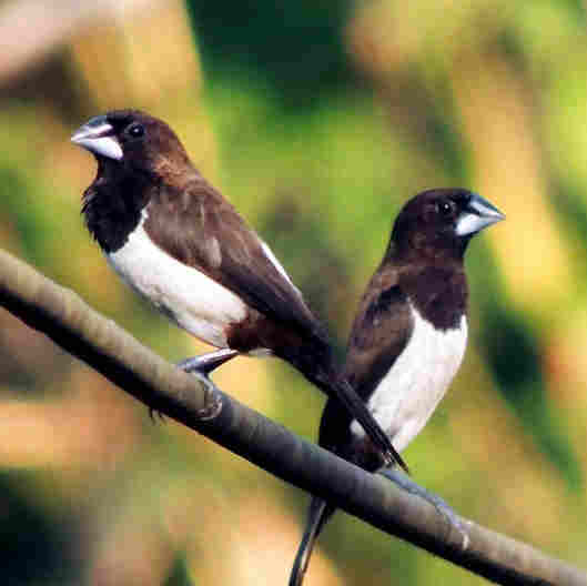 White-Rumped Munia