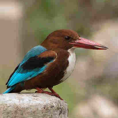 White-Throated Kingfisher