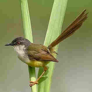 Yellow-Bellied Prinia