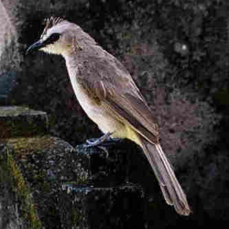 Yellow-Vented Bulbul