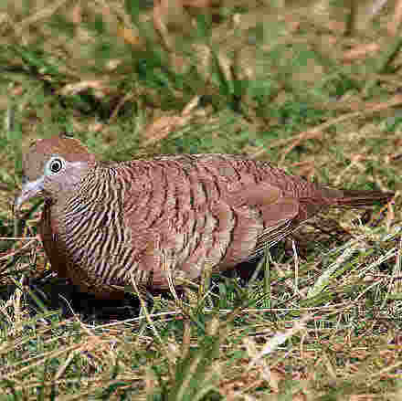 Zebra Dove